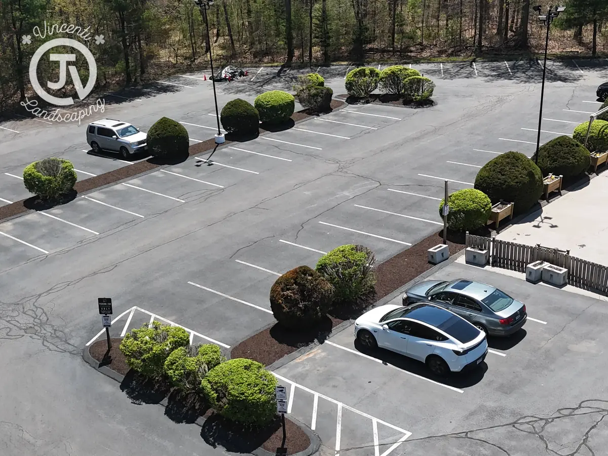 Maintained commercial parking lot plantings in Middleborough, MA by Vincenti Landscaping